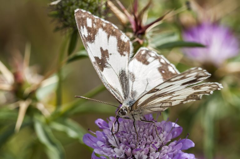 Melanargia lachesis - Medioluto ibérica