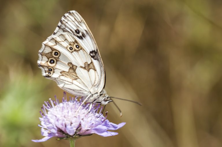 Melanargia lachesis - Medioluto ibérica