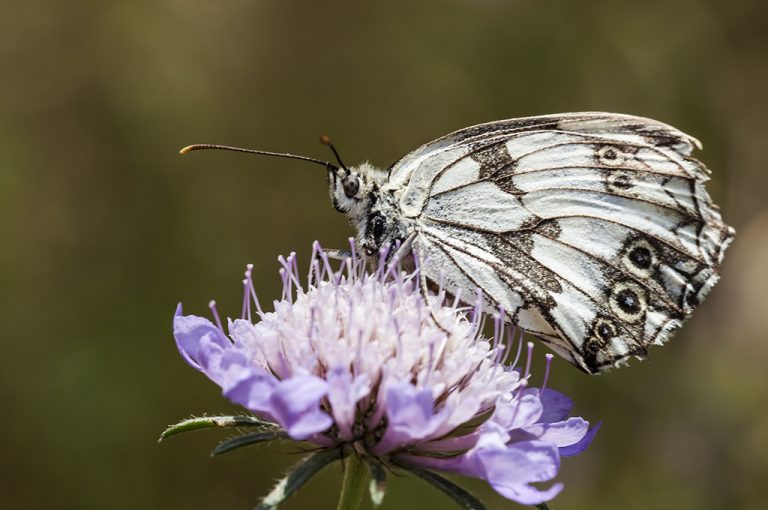 Melanargia lachesis - Medioluto ibérica