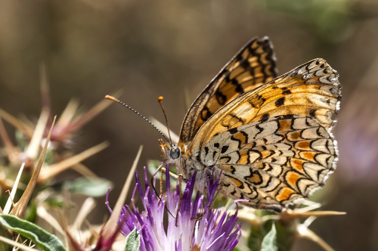 Melitaea phoebe - Doncella mayor