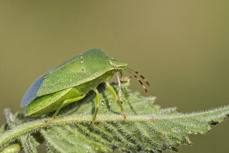 Nezara viridula - Chinche verde