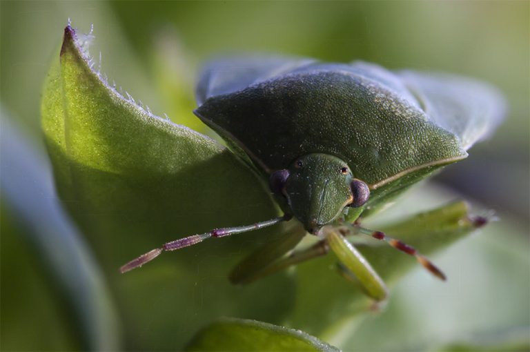 Nezara viridula - Chinche verde