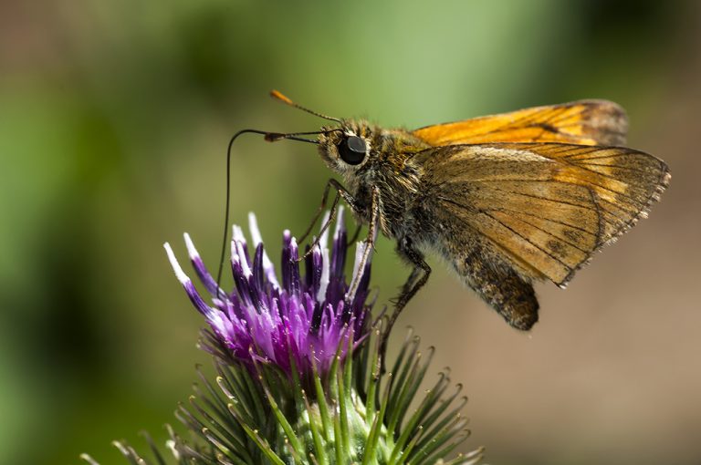 Ochlodes sylvanus - Dorada orla ancha