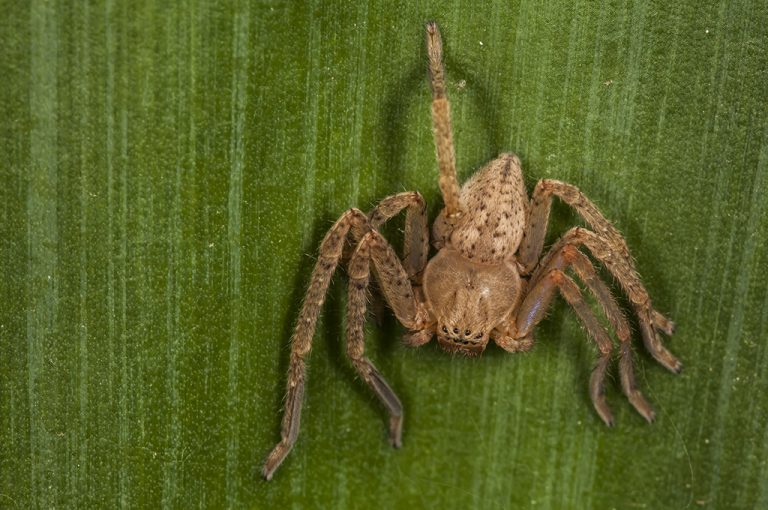 Olios argelasius - Araña cazadora