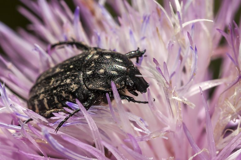 Oxythyrea funesta - Escarabajo del sudario