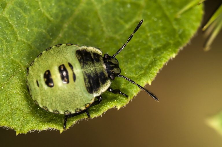 Palomena prasina - Chinche de escudo verde