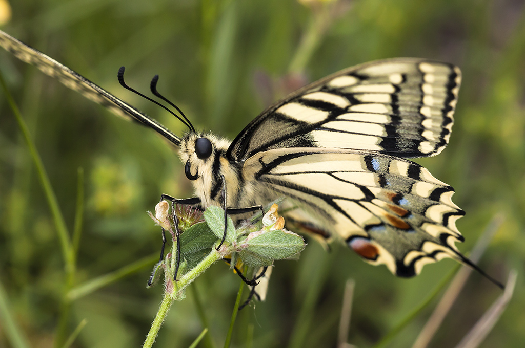 Papilio machaon - Macaón