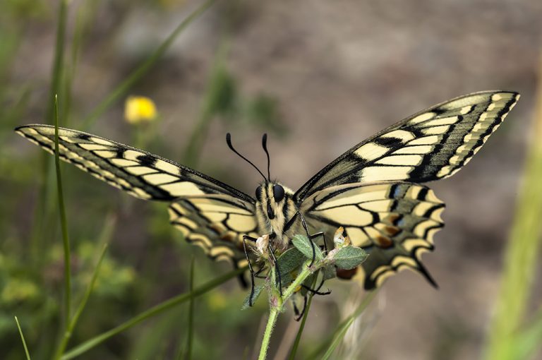 Papilio machaon - Macaón