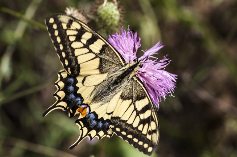 Papilio machaon - Macaón