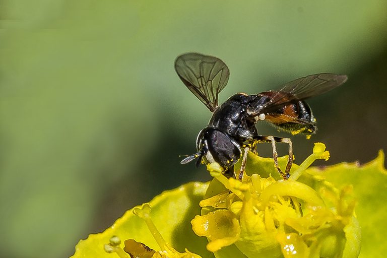 Paragus sp - Mosca cernidora