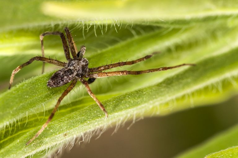 Philodromus sp - Philodromus