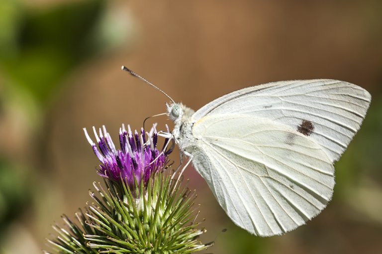 Pieris rapae - Blanquita de la col