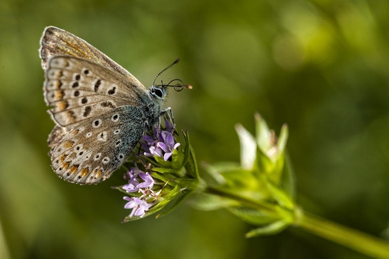 Polyommatus icarus - Mariposa azul comun