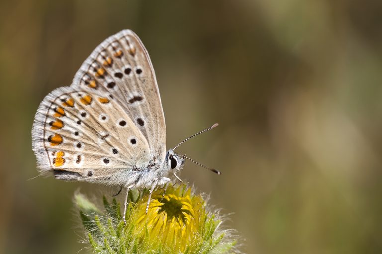 Polyommatus icarus - Mariposa azul comun