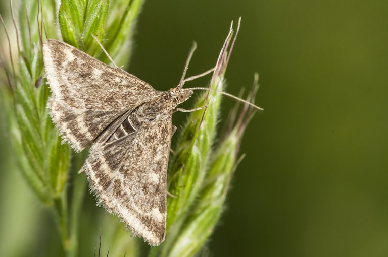 Pyrausta despicata - Perla enrejado de paja