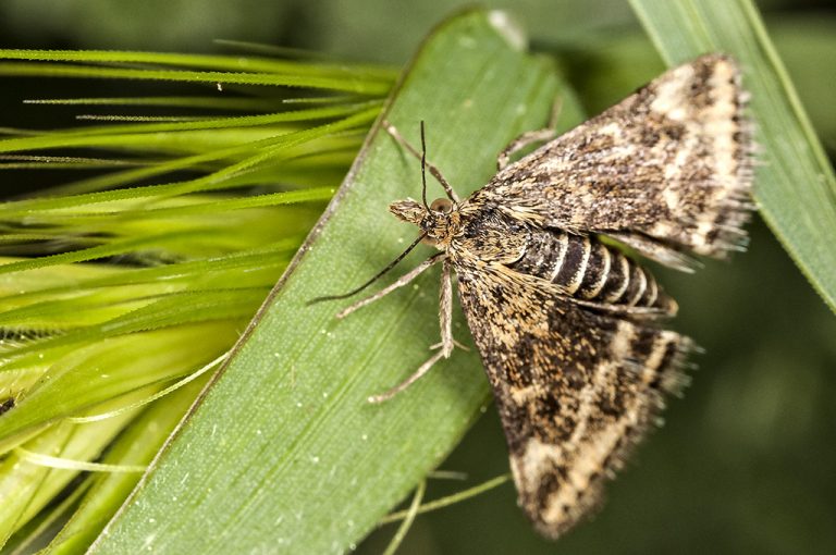 Pyrausta despicata - Perla enrejado de paja