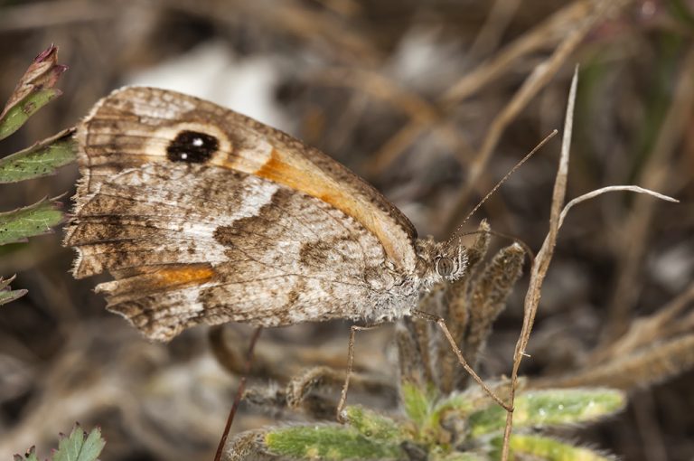 Pyronia cecilia - Lobito jaspeado