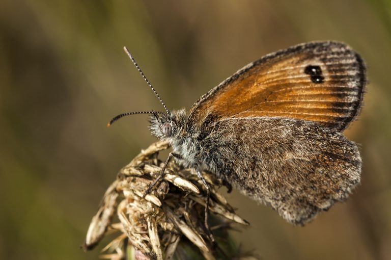 Pyronia cecilia - Lobito jaspeado