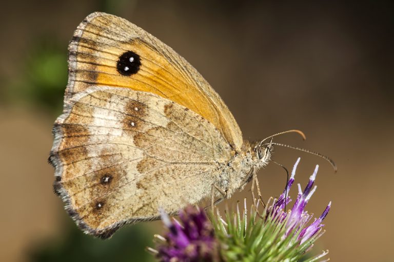 Pyronia tithonus - Lobito agreste