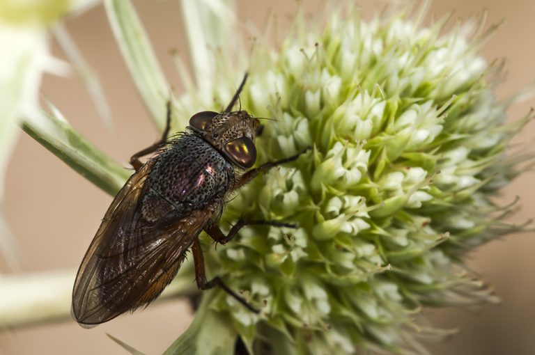 Rhyncomyia felina - Mosca