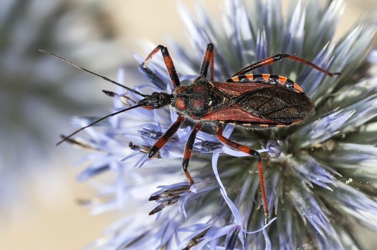 Rhynocoris cuspidatus - Chinche asesina