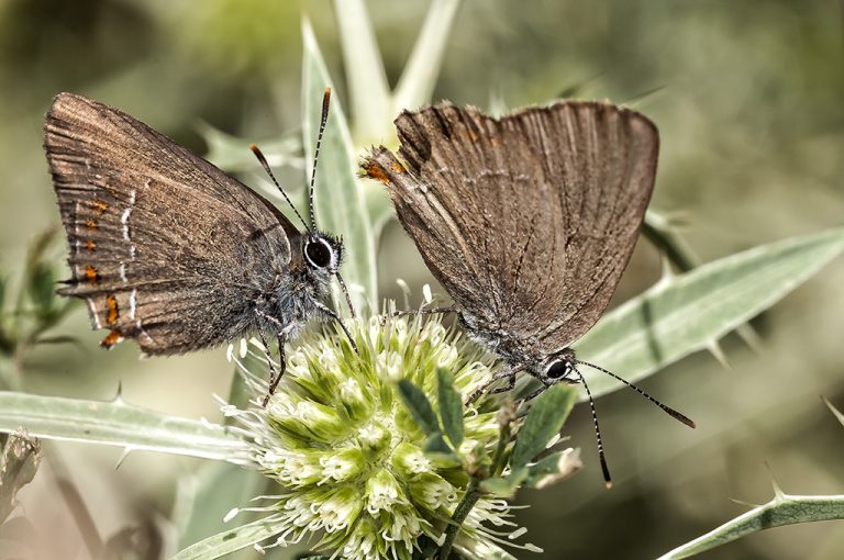 Satyrium esculi - Querquera