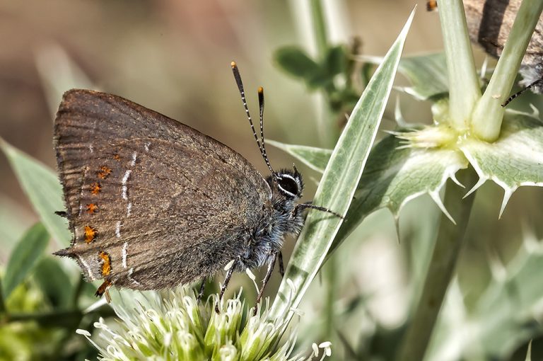 Satyrium esculi - Querquera