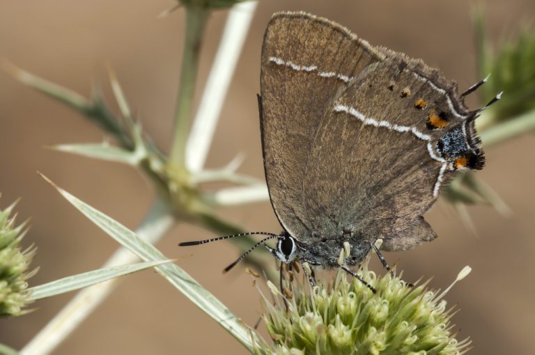 Satyrium spini - Mancha azul