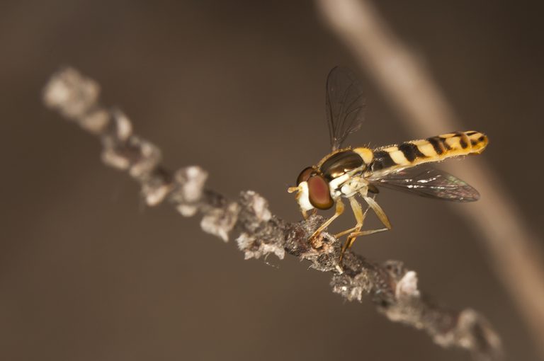 Sphaerophoria scripta - Mosca plumón