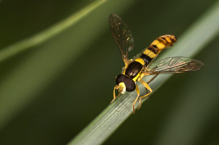 Sphaerophoria scripta - Mosca plumón