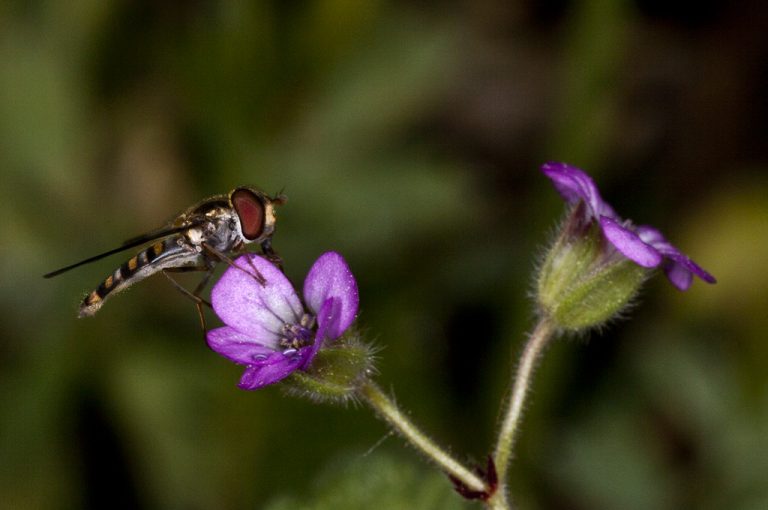 Sphaerophoria scripta - Mosca plumón