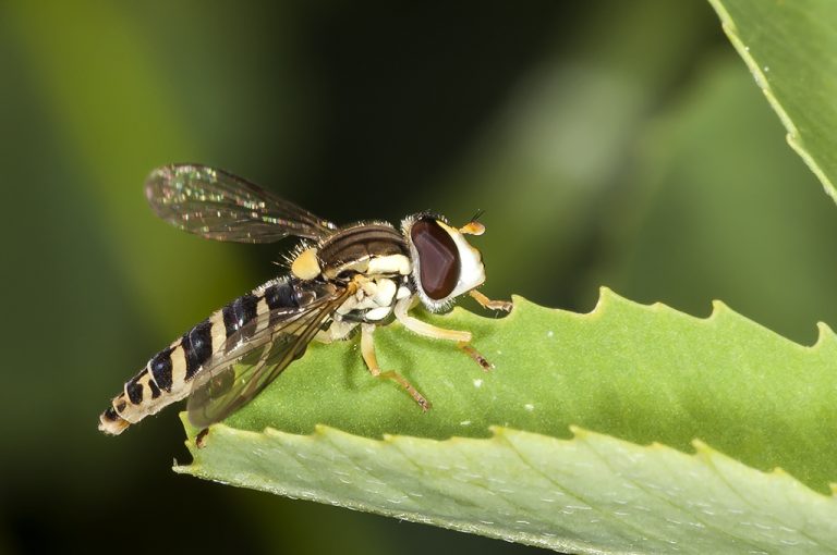 Sphaerophoria sp - Mosca cernidora