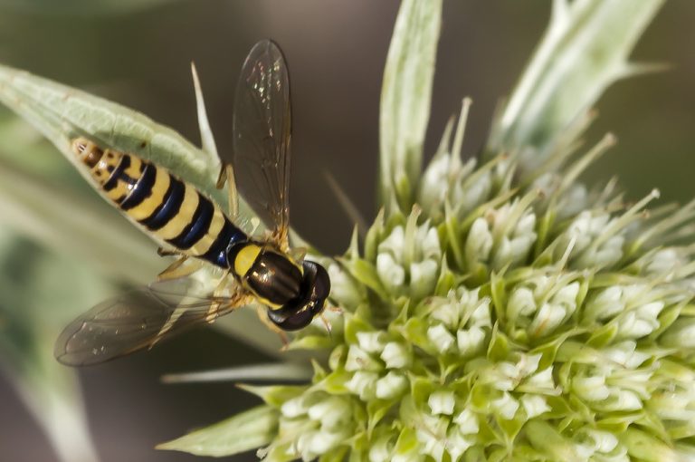 Sphaerophoria sp - Mosca cernidora