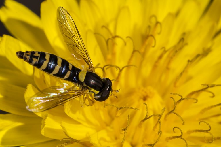 Sphaerophoria sp - Mosca cernidora