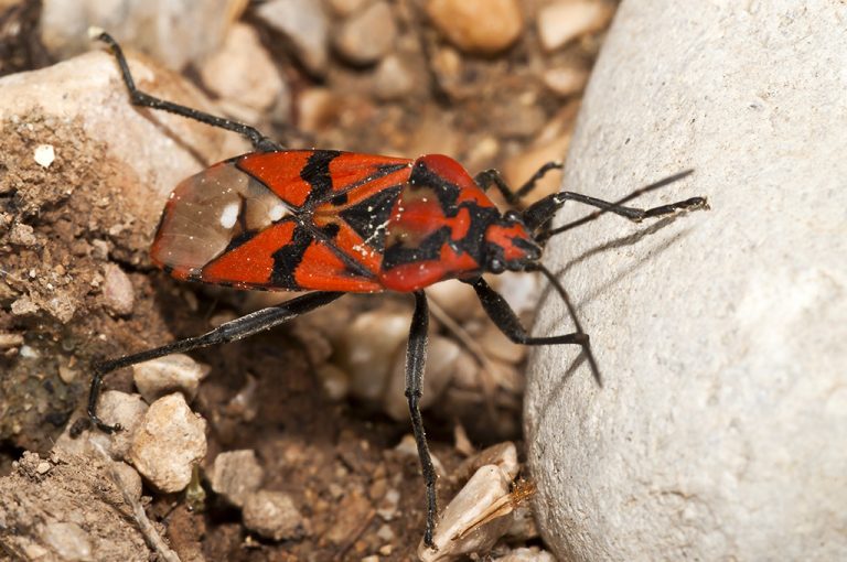 Spilostethus pandurus- Chinche de campo