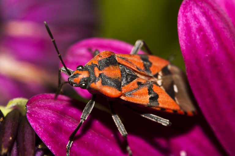 Spilostethus pandurus- Chinche de campo