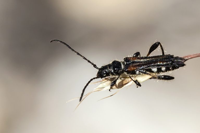 Stenopterus ater - Escarabajo longicorne