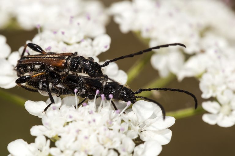 Stenopterus ater - Escarabajo longicorne