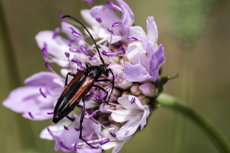 Stenurella melanura - Longicornio