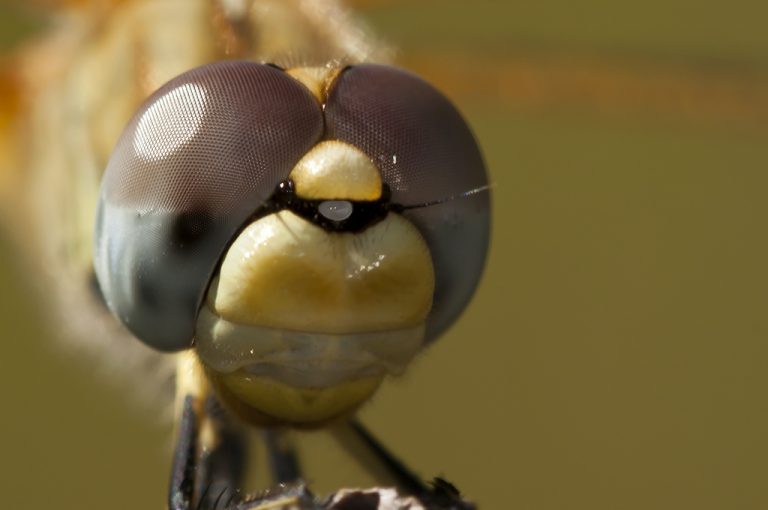 Sympetrum fonscolombii - Libelula