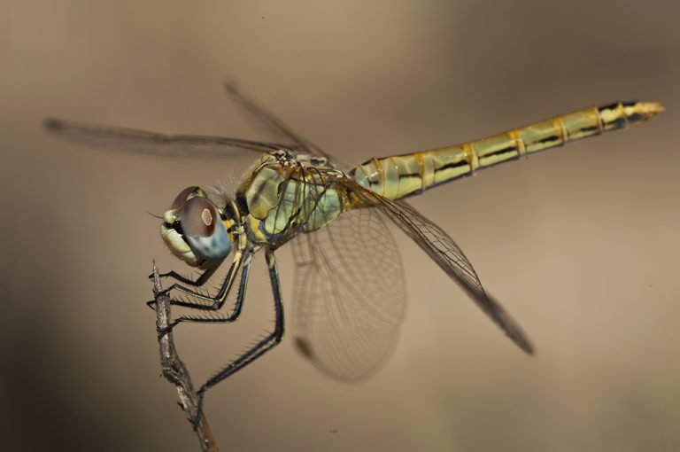 Sympetrum fonscolombii - Libelula