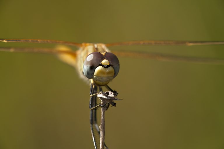 Sympetrum fonscolombii - Libelula