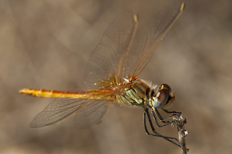 Sympetrum fonscolombii - Libelula