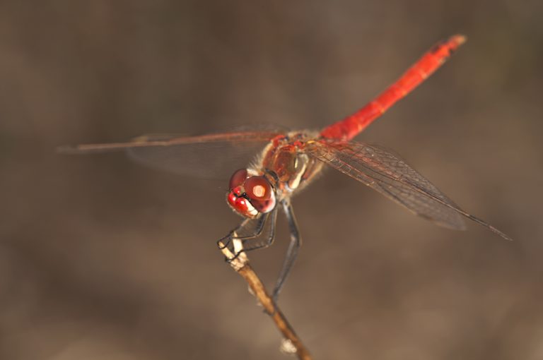 Sympetrum fonscolombii - Libelula