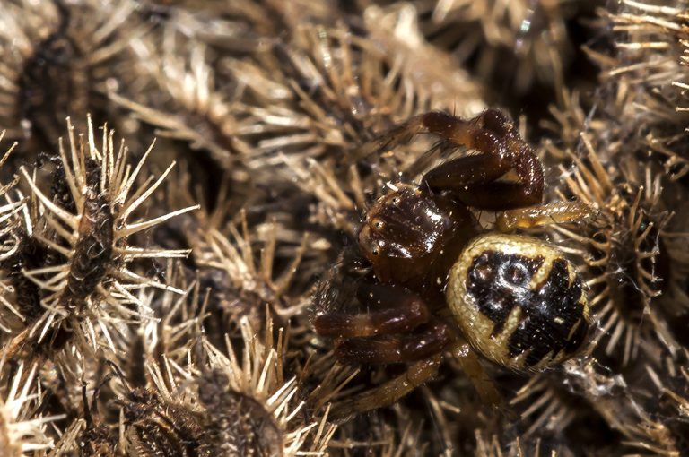 Synema globosum - Araña Napoleón