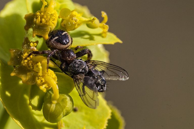 Synema globosum - Araña Napoleón