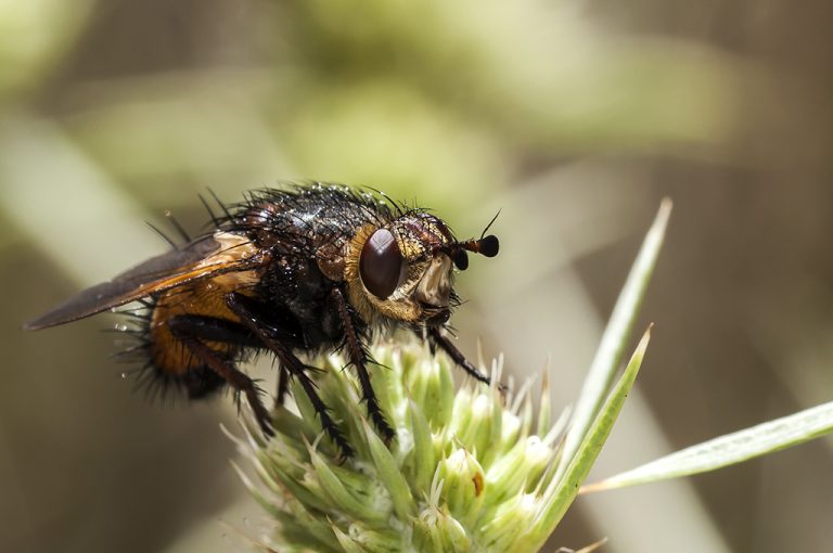 Tachina magnicornis - Mosca erizo