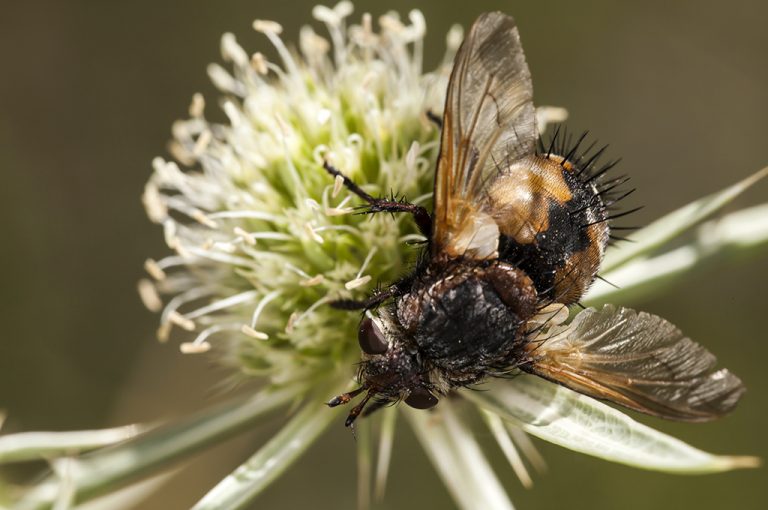 Tachina magnicornis - Mosca erizo