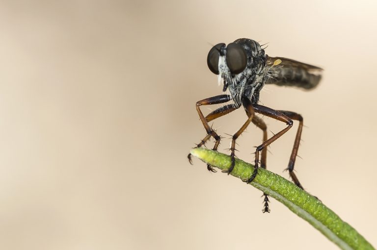 Tolmerus sp - Mosca asesina