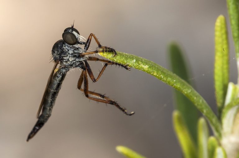 Tolmerus sp - Mosca asesina